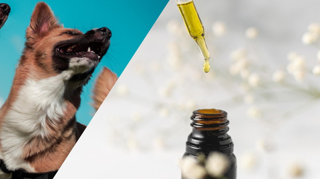 Is CBD oil OK to give to dogs?